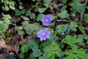 blue  flowers in forest, spring 