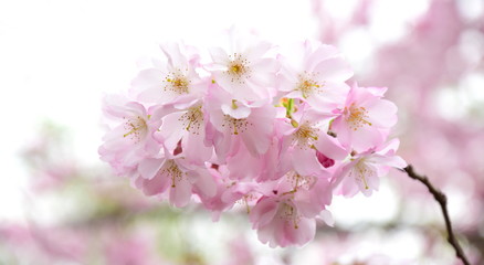 Fototapeta na wymiar Zierkirschenblüten vor hellen Hintergrund freigestellt