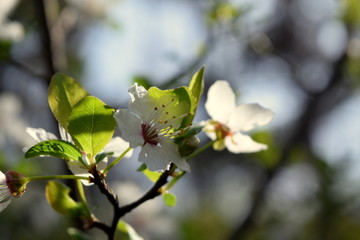 white  flowers in garden, spring 
