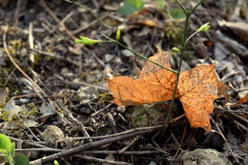 autumn leaves