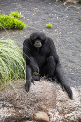 Black monkey 2