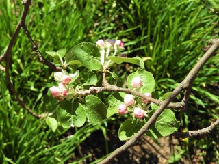 Apple tree in bloom