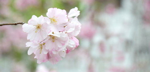 Zierkirschenblüten Hintergrund und Textfreiraum