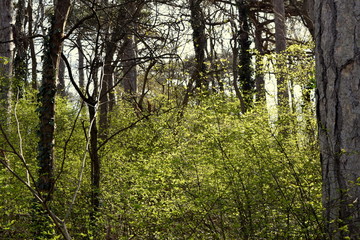 trees in the green park 