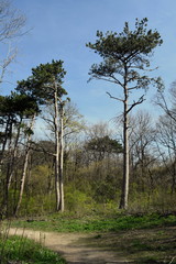 trees in the green park 