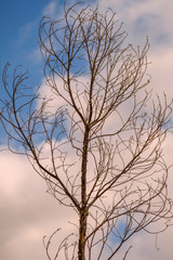 Autumn tree without leaves