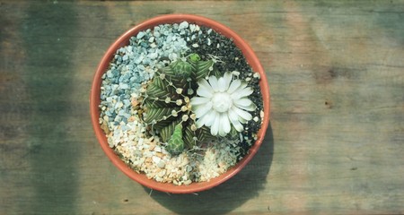 Obraz na płótnie Canvas Cactus flower in pot
