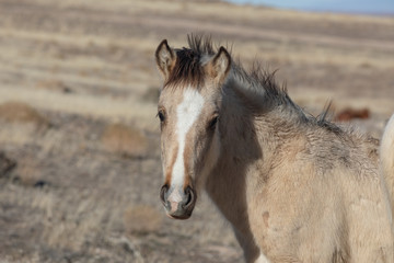 Obraz premium Wild Horse in Winter in Utah