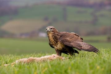 Common Buzzard (Buteo buteo) feeding on a rabbit in the mid-Wales countryside, UK