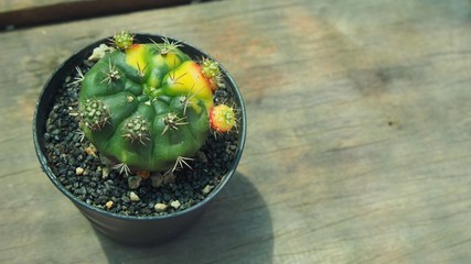 Colorful cactus in a pot