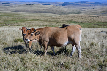 vaches Aubrac