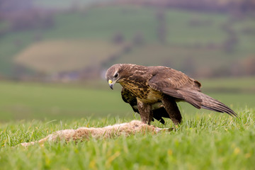 Common Buzzard (Buteo buteo) feeding on a rabbit in the mid-Wales countryside, UK
