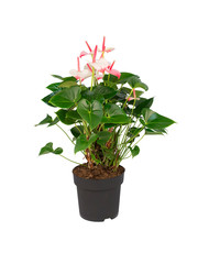 Pink pot plant vase isolated on white background