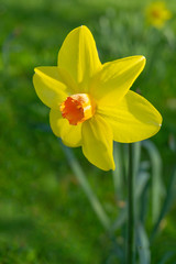 Gelbe Narzisse (Narcissus) im Frühling. Blühende Osterglocken im März. Narzissen blühen im Frühling. Blühende Frühlingsblumen.