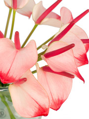 Pink flowers in a vase isolated on white background