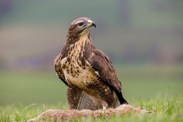 Common Buzzard (Buteo buteo) feeding on a rabbit in the mid-Wales countryside, UK
