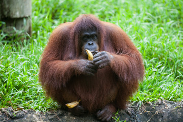 Portrait of cute fat orangutan sitting in the grass and eating banana and looking at the camera. Borneo. © Natalia