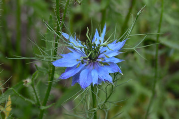 fiore di damigella (Nigella damascena) in primo piano