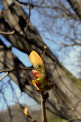 green  bud of leaves 