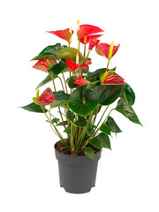 Red pot plant isolated on white background