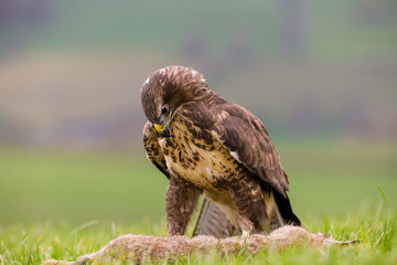 Common Buzzard (Buteo buteo) feeding on a rabbit in the mid-Wales countryside, UK