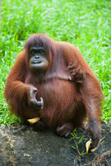 Portrait of cute fat orangutan sitting in the grass and eating banana and looking at the camera. Borneo.