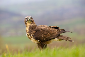Common Buzzard (Buteo buteo) feeding on a rabbit in the mid-Wales countryside, UK