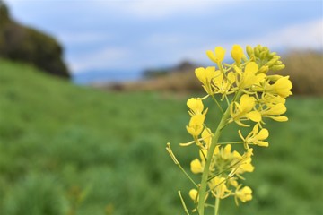 菜の花