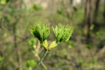 green  bud of leaves 
