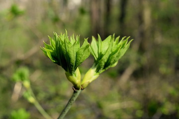 green  bud of leaves 