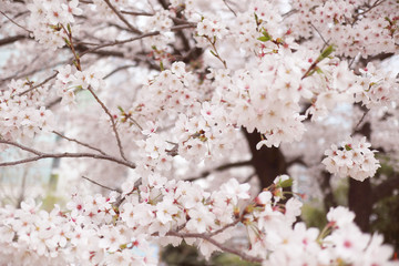 벚꽃