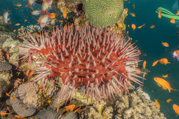 Red Sea Fire Urchin in the Red Sea Colorful and beautiful, Eilat Israel