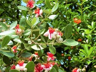 red flowers in the garden