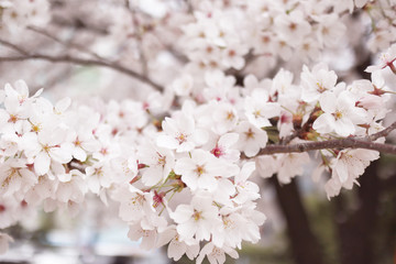 벚꽃