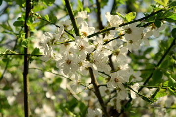 white  flowers in garden, spring 