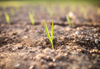 Young garlic growing in a garden,sunlight