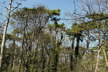 trees in the green park 