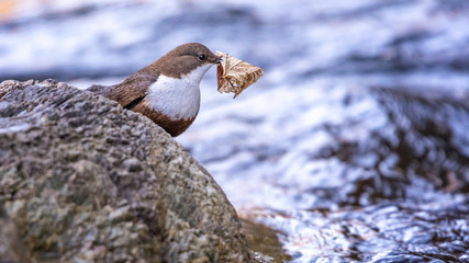 Wasseramsel mit Blatt f&uuml;r Nestbau im Schnabel