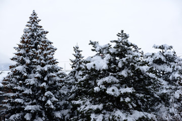 Snow covered trees