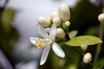 Orange.White orange flower on sky background	