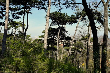 Naklejka premium trees in the green park 