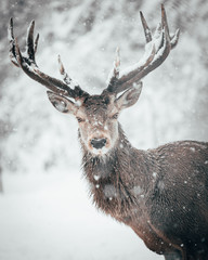Deer in snow