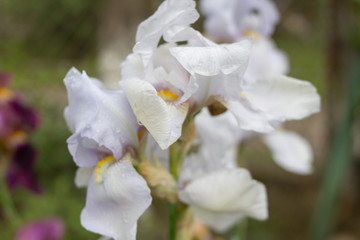white iris,Blossoming white iris in a spring garden, white flowers, iris flowers