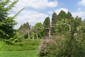 Landschaft mit knochigen Bäumen auf der Insel Mainau