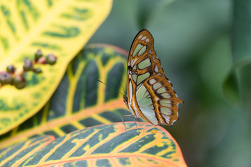 Bunter Schmetterling "Malachitfalter" (Siproeta stelenes) in grüner Natur
