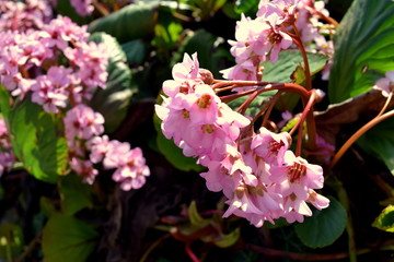 pink flowers in garden, spring 