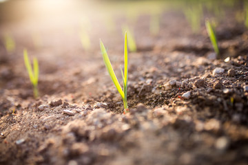 Young garlic growing in a garden,sunlight
