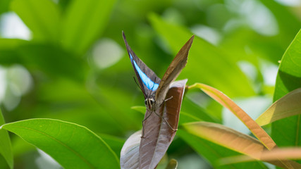 Bunter Schmetterling (Papilio nireus) in grüner Natur © tina7si