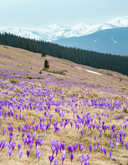 Purple Crocus flowers on spring mountain