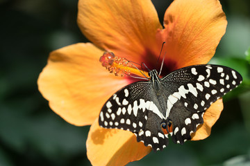 Schmetterling "Schachbrett" (Melanargia galathea) auf oranger Hibiskusblüte